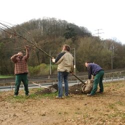 2007 Planzen der Eiche