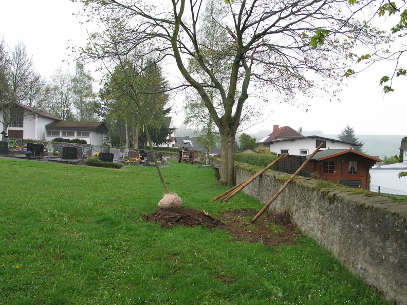 neue_Friedhofsbaeume-Eschen-2005-04.JPG