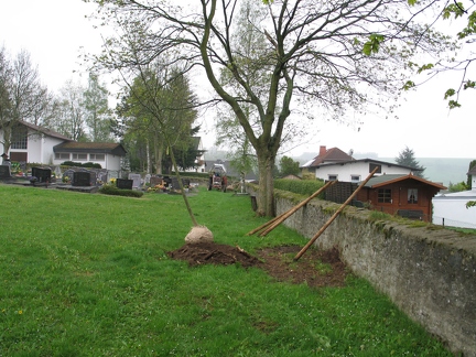 neue Friedhofsbaeume-Eschen-2005-04