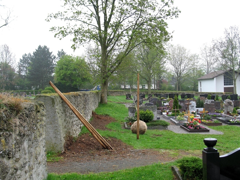 neue_Friedhofsbaeume-Eschen-2005-12.JPG