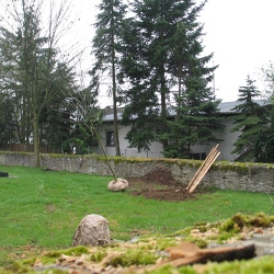 neue Friedhofsbaeume 2005