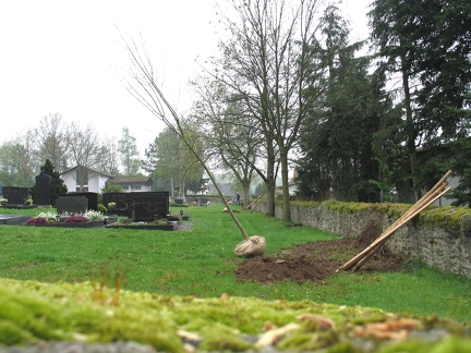 neue Friedhofsbaeume-Eschen-2005-20