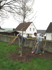 neue Friedhofsbaeume-Eschen-2005-21