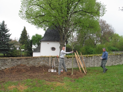 neue Friedhofsbaeume-Eschen-2005-22