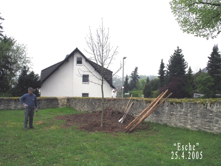 neue Friedhofsbaeume-Eschen-2005-23